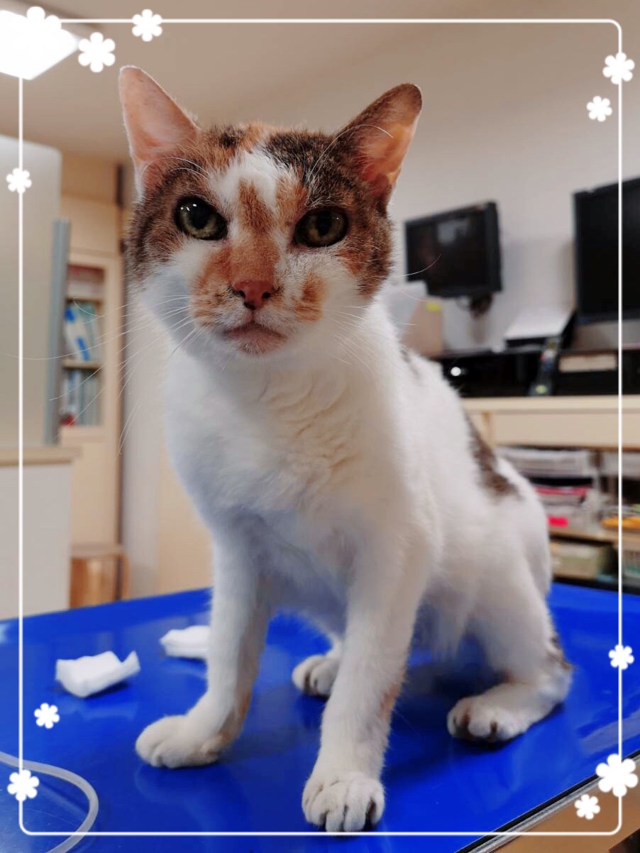 みーこ(院内動物)